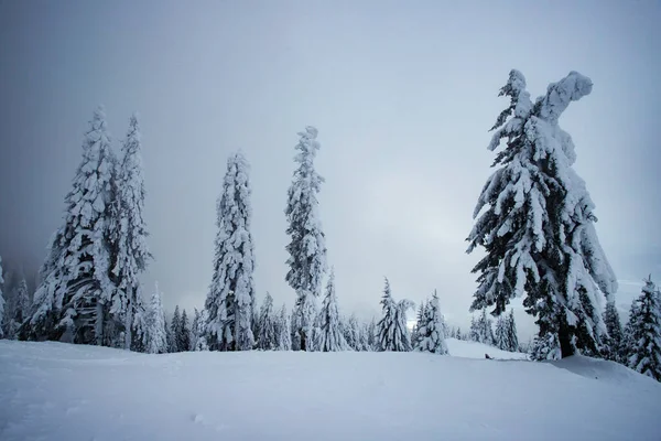 Снежные ели — стоковое фото