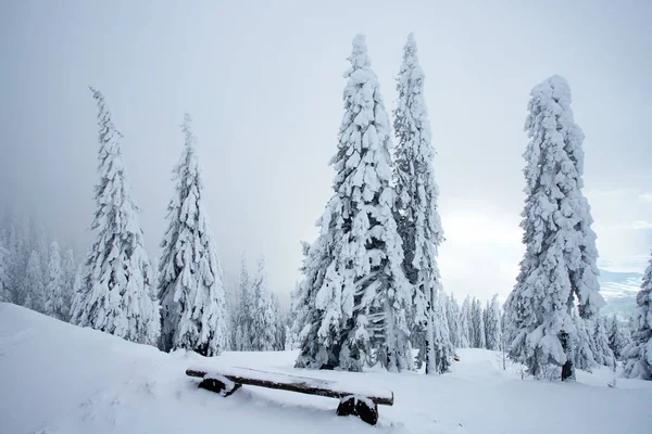 Sapins neigeux — Photo