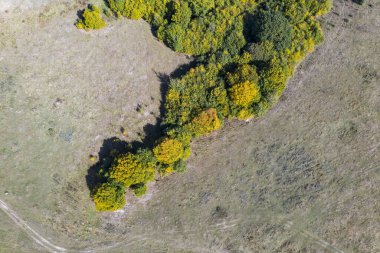 Sonbahar ormanı insansız hava aracı görüntüsü.