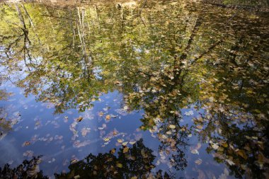 Su üzerinde yüzen renkli sonbahar yaprakları