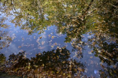 Su üzerinde yüzen renkli sonbahar yaprakları