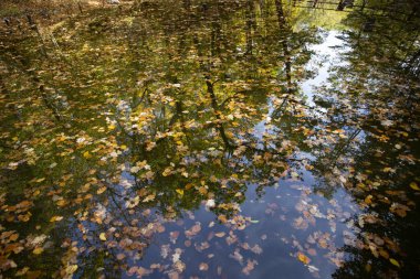 Su üzerinde yüzen renkli sonbahar yaprakları
