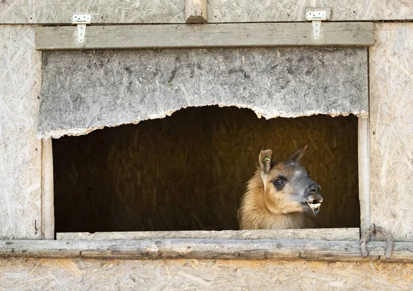 Tierisches Lama auf einem Bauernhof. — Stockfoto