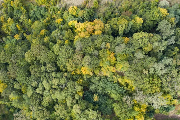 Φθινόπωρο δάσος εναέρια θέα drone. — Φωτογραφία Αρχείου