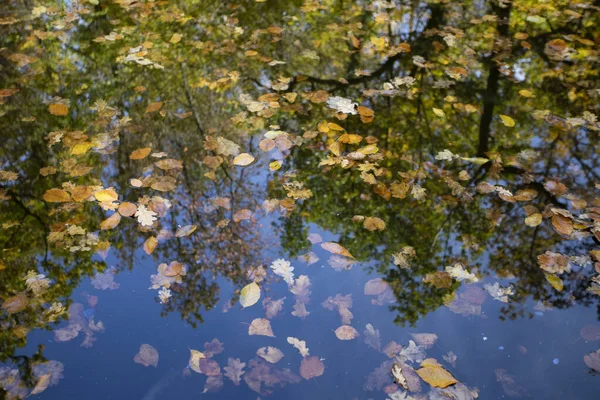 Feuilles d'automne colorées flottant sur l'eau — Photo