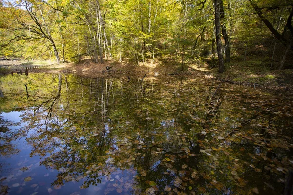 Colorful autumn leaves floating on the water — Stock Photo, Image