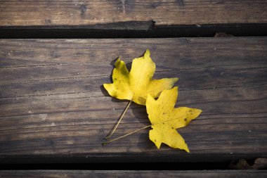 Ahşap arkaplanda sonbahar yaprağı (üst görünüm) 
