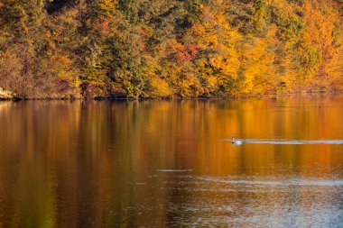 Altın sonbahar ağaçları ve göl. Sonbahar manzarası, güneşli sabah.