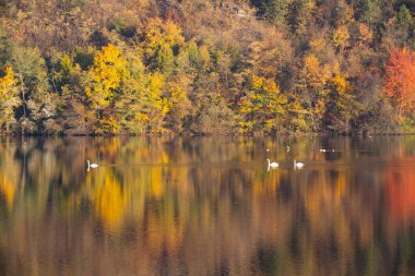 Altın sonbahar ağaçları ve göl. Sonbahar manzarası, güneşli sabah.