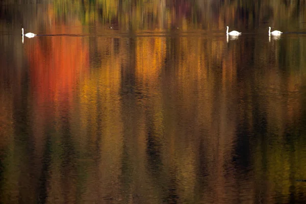 Золотые осенние деревья и озеро. Осенний пейзаж, солнечное утро . — стоковое фото