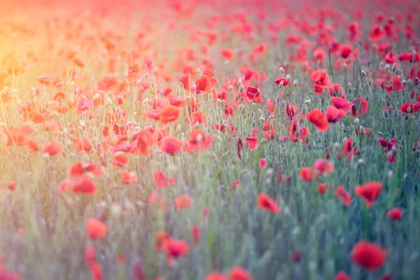 Wunderschönes Feld Roter Mohnblumen Licht Des Sonnenuntergangs Frischer Sommer Hintergrund — Stockfoto