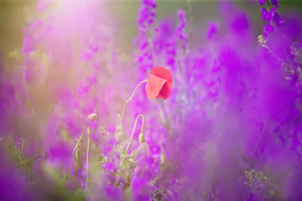 Rocket Larkspur コンソリダ マルグリプア との開花フィールド 紫披針形 花を咲かせます — ストック写真
