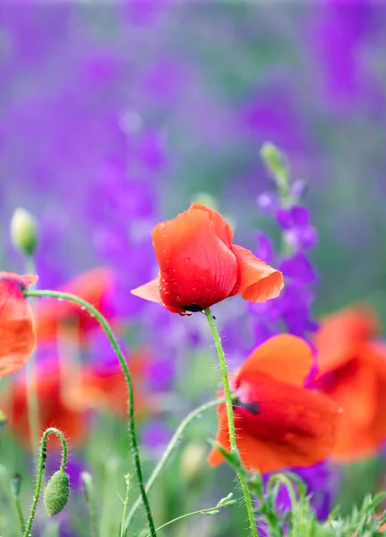 畑のケシの花 — ストック写真