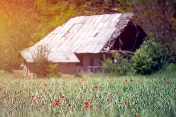 Poppy Terénu Čerstvé Letní Pozadí — Stock fotografie