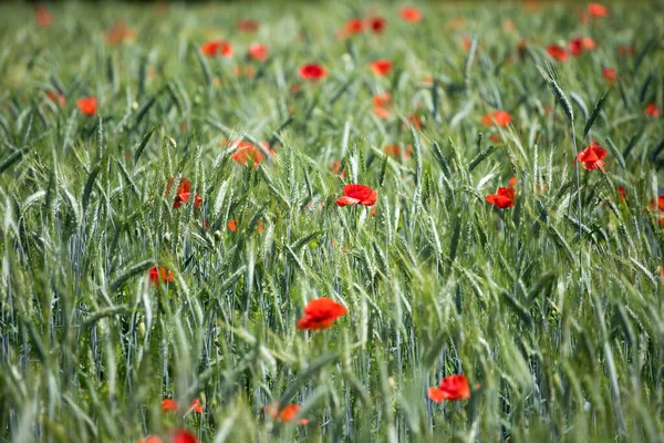 Poppies Field Fresh Summer Background — Stock Photo, Image