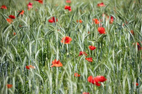 Poppies Field Fresh Summer Background — Stock Photo, Image