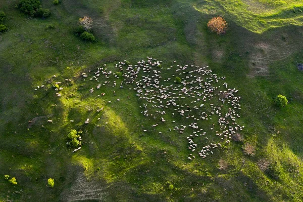 Vista Aérea Drones Del Rebaño Ovejas Pastando Hermoso Campo Verano — Foto de Stock