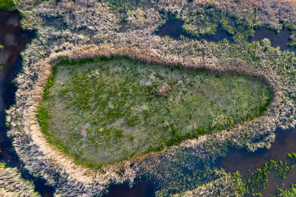 Swamp view from drone. Swampy landscape.