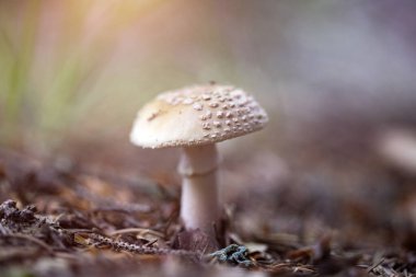 Peri masalı ormanındaki mantarlar. Güzel makro sihirli mantar vuruşu, mantar..