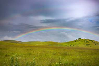 Yeşil bir yaz tarlasında gökkuşağı.