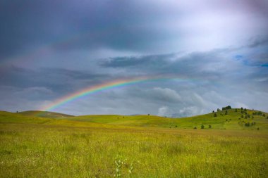 Yeşil bir yaz tarlasında gökkuşağı.