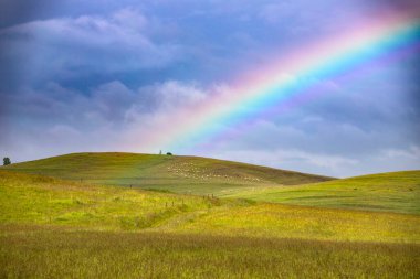 Yeşil bir yaz tarlasında gökkuşağı.