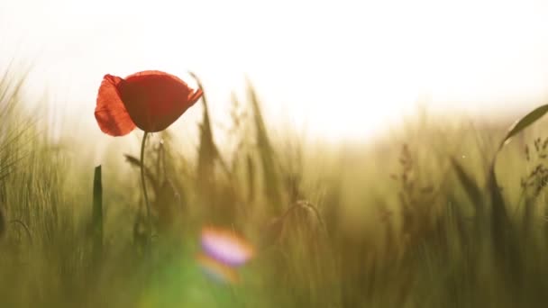 Poppy Flower Blowing Wind Wildflower Sway Sunset — Stock Video