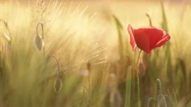 Poppy Flower Blowing Wind Wildflower Sway Sunset — Stock Video