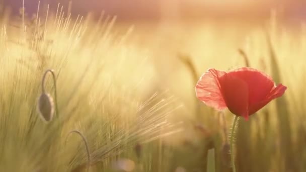 Flor Amapola Soplando Viento Flor Silvestre Balancea Puesta Del Sol — Vídeos de Stock