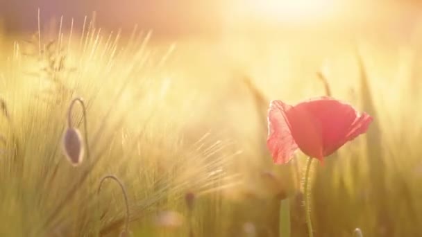 Poppy Flower Blowing Wind Wildflower Sway Sunset — Stock Video