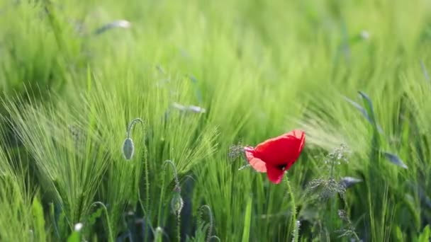 Poppy Flower Blowing Wind Wildflower Sway Sunset — Stock Video