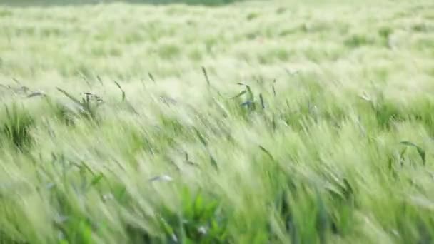 Wheat Field Waves Moved Summer Wind — Stock Video