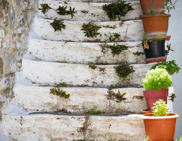 Decoración Exterior Flores Macetas Escaleras Antiguas Estilo Griego —  Fotos de Stock