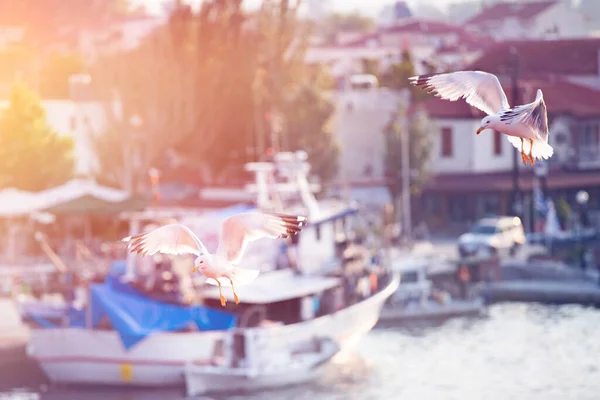 Sommar Resor Bakgrund Flygande Måsar Traditionell Grekisk Hamn Sommarsemester Vid — Stockfoto