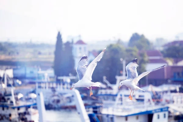 Zomer Reizen Achtergrond Van Vliegende Meeuwen Traditionele Griekse Haven Zomervakantie — Stockfoto