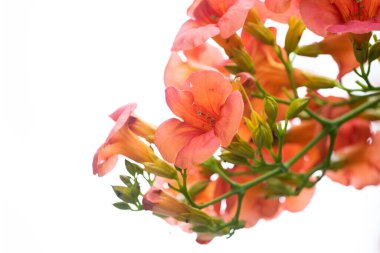 Thassos Adası caddesinde açan trompet sürüngeni (Campsis radyanları)