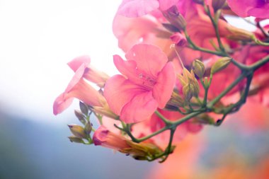 Thassos Adası caddesinde açan trompet sürüngeni (Campsis radyanları)