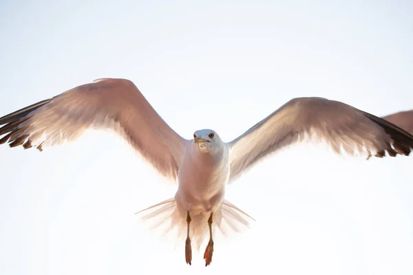 Gaivota Voadora Nascer Sol Conceito Liberdade — Fotografia de Stock