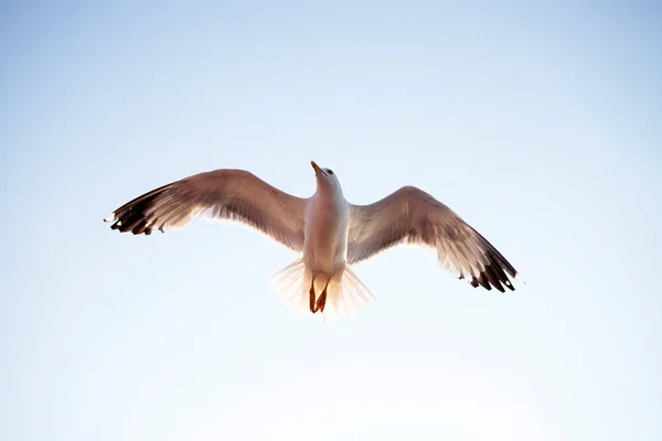 Fliegende Möwe Sonnenaufgang Freiheitskonzept — Stockfoto