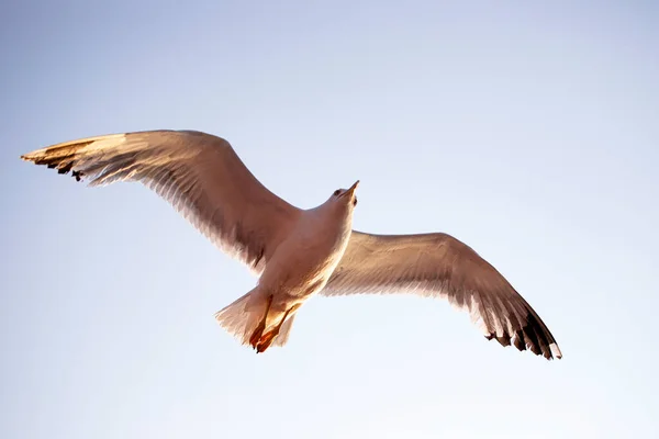 Fliegende Möwe Sonnenaufgang Freiheitskonzept — Stockfoto