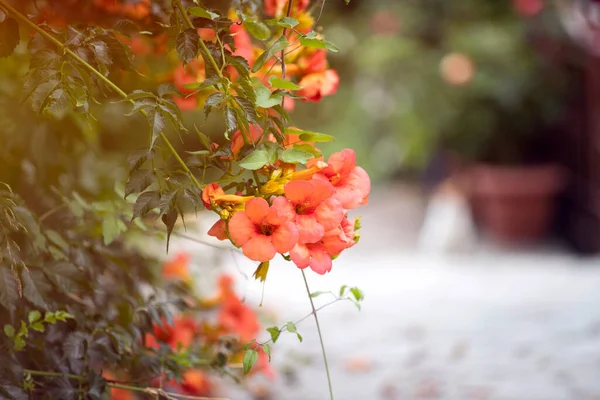 Greek Specific Picturesque Narrow Street Bougainvillea Flowers — Stock Photo, Image