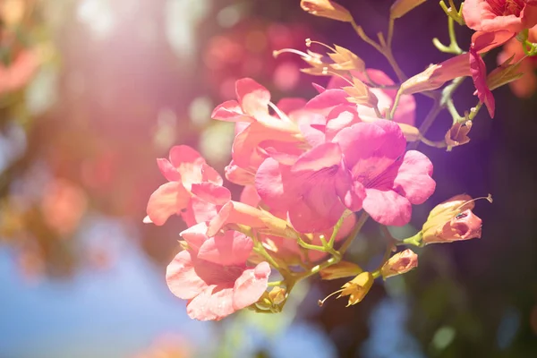 Trompetkruiper Campsis Radicans Bloeien Straat Van Thassos Island — Stockfoto