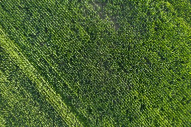 Tarladaki farklı ekinlerden gelen çapraz çizgilerin soyut yeşil görüntüsü, doğrudan yerden gelen insansız hava aracından çekiliyor. Mısır alan arkaplanı