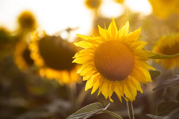 Beautiful Blooming Sunflower Field — Stock Photo, Image