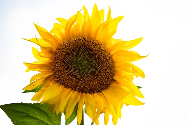 Flower Sunflower Isolated White Background — Stock Photo, Image