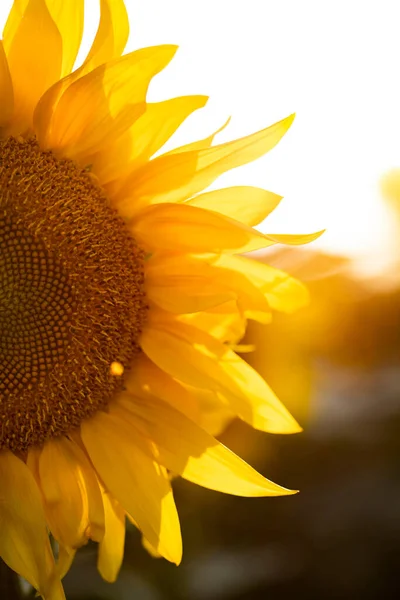 Beautiful Blooming Sunflower Field — Stock Photo, Image