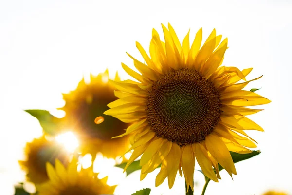 Flower Sunflower Isolated White Background — Stock Photo, Image