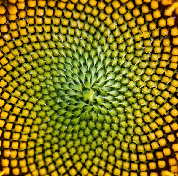 美しいひまわりの中心の螺旋状の抽象的なパターン 自然創造のきちんとした方法論的に配置を示すクローズアップ — ストック写真