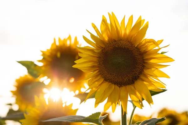 Beautiful Blooming Sunflower Field — Stock Photo, Image