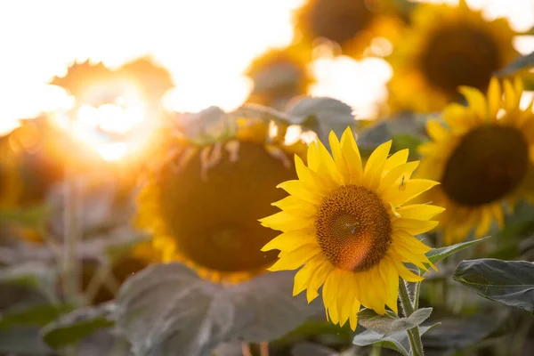 Beautiful Blooming Sunflower Field — Stock Photo, Image